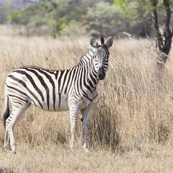 Les familles au sont plus prêt des animaux sauvages