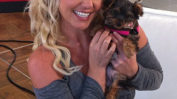 Britney Spears ouvre un compte Twitter pour son chiot !