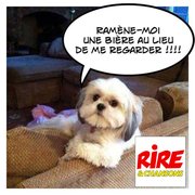 Un chien qui sait ce qu'il veut