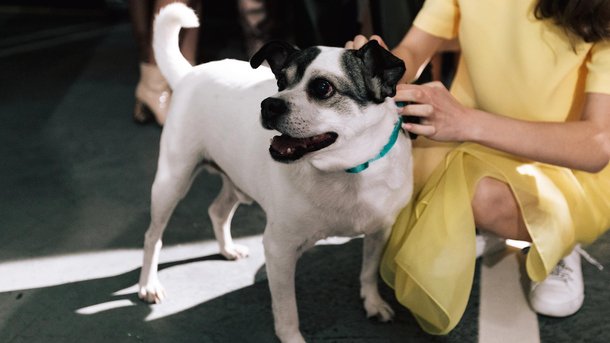 Les infos du Réveil Chérie : La SPA de Mulhouse organise un défilé de mode pour inciter à l’adoption des chiens