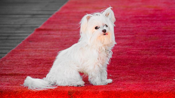 Les infos du Réveil Chérie : c’est quoi les "Pawards", cette nouvelle cérémonie organisée en marge du Festival de Cannes ?