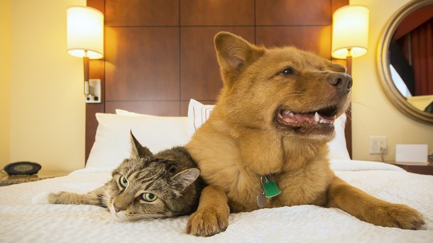 Les infos du Réveil Chérie : Quels cadeaux offrir à vos animaux de compagnie ?
