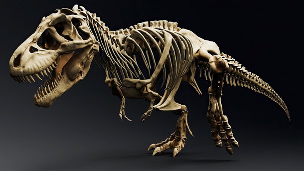 Les infos du Réveil Chérie : Les familles pourront dormir avec les dinosaures au Musée des Sciences naturelles de Bruxelles