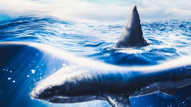 Les infos du Réveil Chérie : Un requin blanc d’1,6 tonne se dirige vers les côtes européennes !