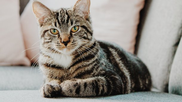 Fête des chats: un podcast culturel à écouter dès 6 ans!