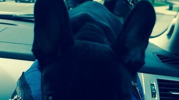 Lady Gaga s'offre un nouveau toutou