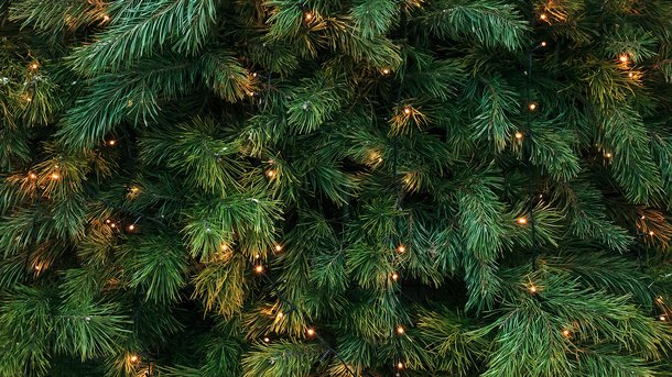 Les infos du Réveil Chérie : des scientifiques viennent de découvrir que certains sapins pouvaient produire naturellement de l’or pur !