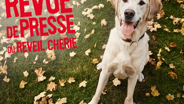 Revue de presse du jour: Crier sur chien peut empirer son comportement