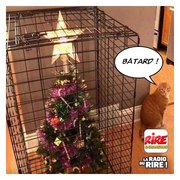 Pour une fois, le sapin sortira vainqueur