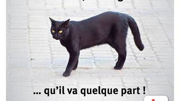 Vendredi 13 et chat noir - humour et blague - Groucho Marx  "Si un chat noir traverse la route devant vous, cela signifie ..... qu'il va quelque part "