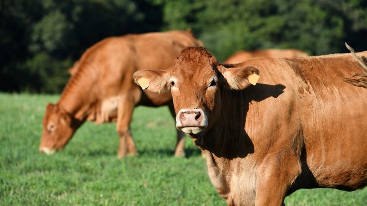 Les infos du Réveil Chérie : les vaches aussi ont des meilleures amies !