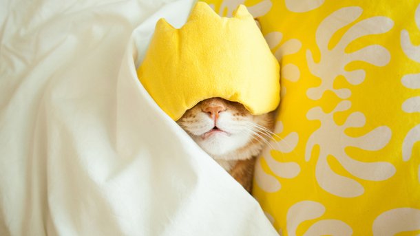 Les infos du Réveil Chérie : Dormir avec son animal de compagnie serait  bon pour la santé