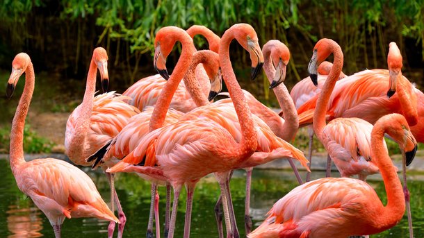 Les infos du Réveil Chérie : en Camargue, le parrainage de flamant rose a le vent en poupe