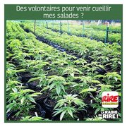 A cueillir avec modération !