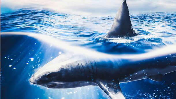 Les infos du Réveil Chérie : Un homme se fait avaler vivant et entier par une baleine !