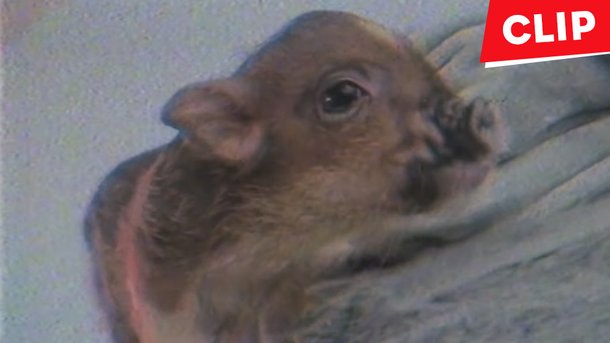 Ariana Grande présente son cochon dans le clip «Breathin»