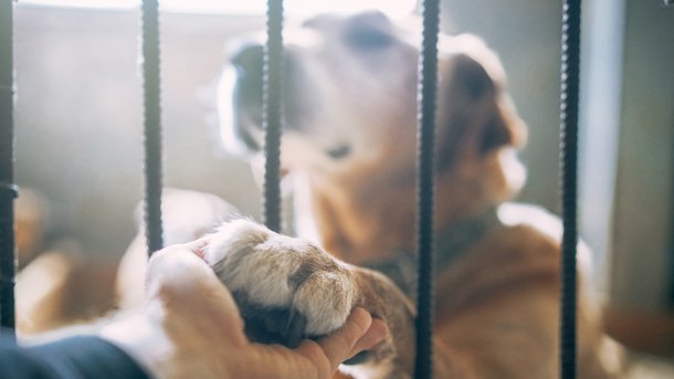 Les infos du Réveil Chérie : Explosion d'abandons d'animaux, la SPA alerte sur la saturation de ses refuges !