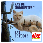 Un chat anti football ?