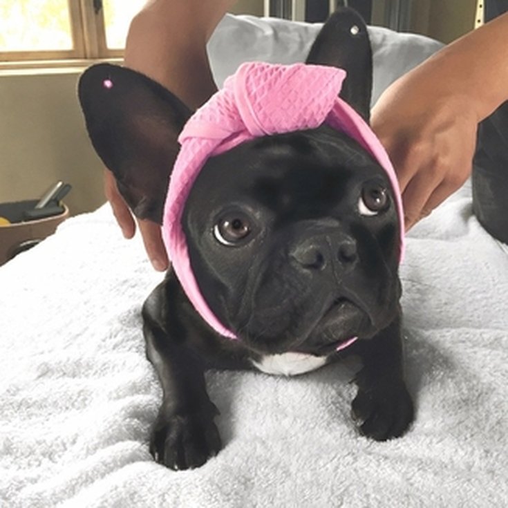 Chien Lady Gaga
