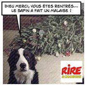 Oups, petit accident de sapin à Noël
