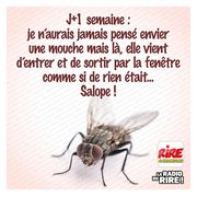 La revanche des mouches ...