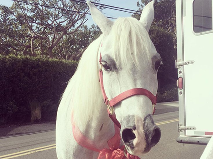 le-poney-de-lady-gaga