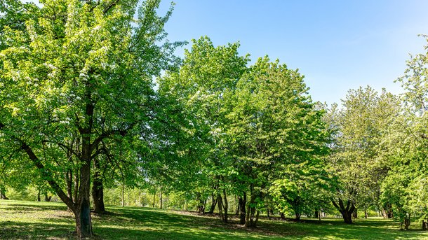 Les infos du Réveil Chérie : vivre à proximité d’arbres peut aider à réduire le risque d'accouchements prématurés