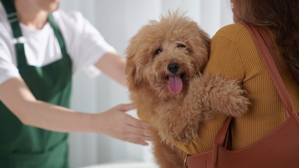 Les infos du Réveil Chérie : Le premier salon de coiffure pour les chiens et les propriétaires
