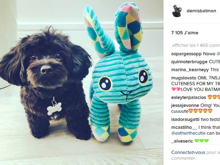 Batman, le chien de Demi Lovato