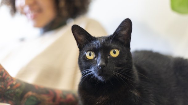 Les infos du Réveil Chérie : cette ville interdit l'adoption de chats noirs, pourquoi ?