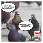 Conversation entre pigeons pendant le confinement