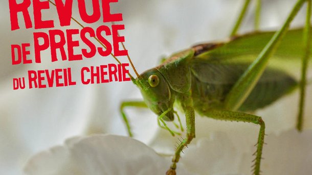 Tu penses à quoi du jour : Une Ariégeoise s’est plainte d’un grillon auprès de la police