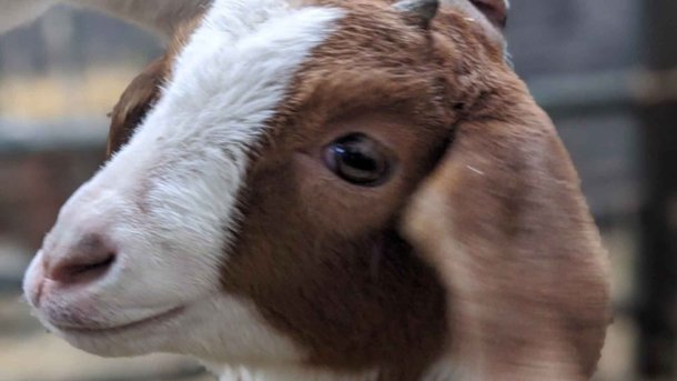 Les infos du Réveil Chérie : Une ferme loue ses chèvres pour des réunions virtuelles sur Zoom !