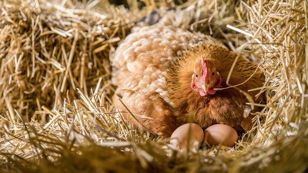 Les infos du Réveil Chérie : La hausse du prix des œufs pousse les Américains à louer des poules