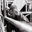 SLIMANE