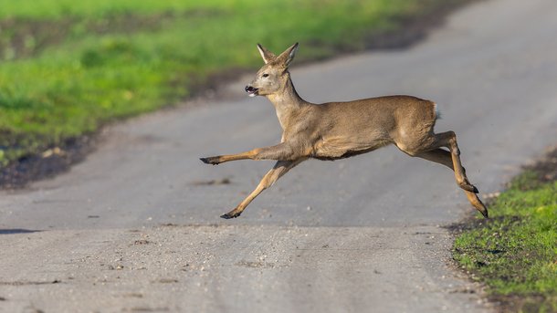 Les infos du Réveil Chérie : Attention aux chevreuils "ivres" sur les routes !