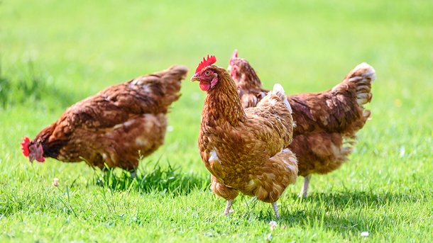 Les infos du Réveil Chérie : La vente de poules a augmenté de 30% ces trois derniers mois