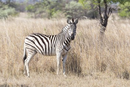Les familles au sont plus prêt des animaux sauvages