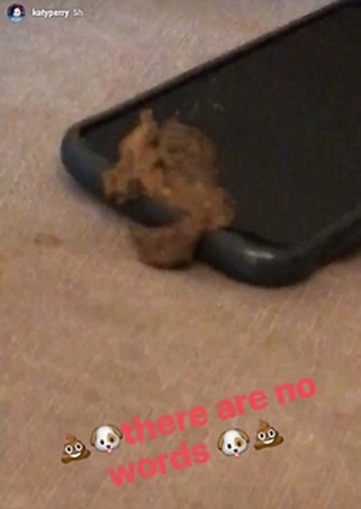 Katy Perry : son chien se lâche sur son portable!
