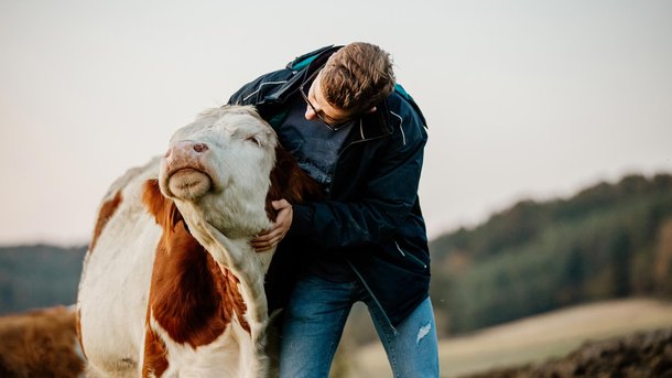 Les infos du Réveil Chérie : contre le stress, des éleveurs anglais proposent des séances de câlins avec leurs vaches