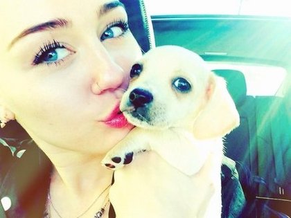Miley Cyrus : je vous présente Bean 