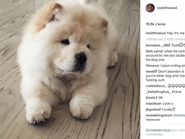 Todd The Stud, le chien de Justin Bieber