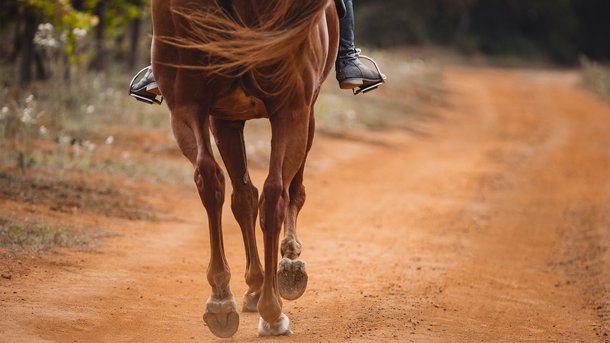 Les infos du Réveil Chérie : Pour contrer la hausse des carburants, il va travailler à cheval