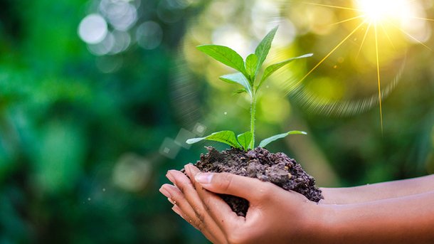 Les infos du Réveil Chérie : Aux Philippines, les élèves doivent planter un arbre pour obtenir leur diplôme