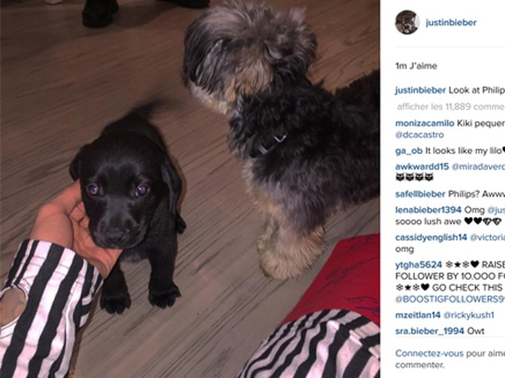 Justin Bieber et son chiot