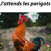 Blague sur le coq du village