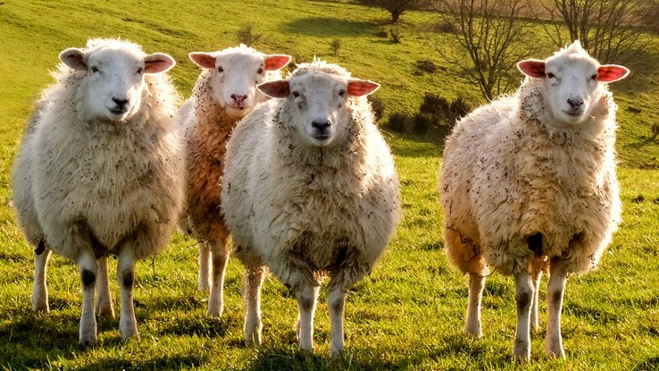 Les infos du Réveil Chérie : pourquoi quatre moutons ont été inscrits comme élèves dans une école ?
