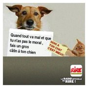 Chien et Chat