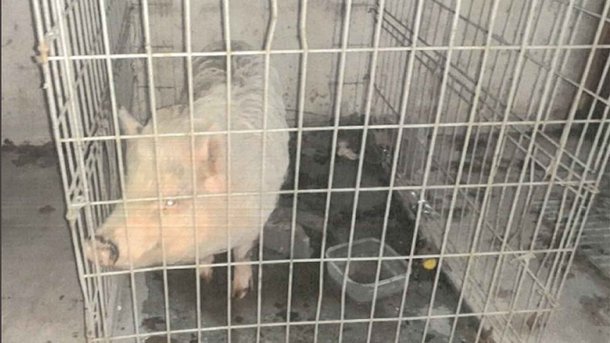 Les infos du Réveil Chérie : Un cochon en fugue en garde en vue au commissariat d'Elbeuf