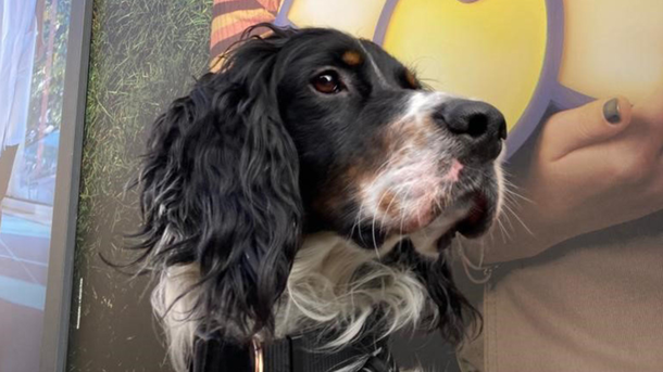 Les infos du Réveil Chérie : L'Institut Curie recrute son premier chien thérapeute